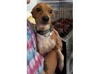Adopt Benja a Basenji