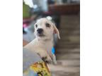 Adopt Alvarez a Cairn Terrier