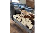 Adopt Cisco a Labrador Retriever