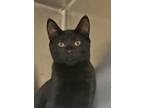 Adopt Dos-si-dos 53510 a Domestic Short Hair