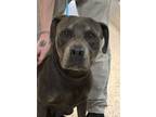 Adopt Tengen 53957 a Mixed Breed