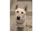 Adopt Ellison 53539 a German Shepherd Dog, Mixed Breed