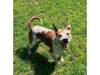 Adopt Bode a Cattle Dog, Pointer