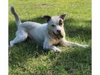 Adopt Loki a Boxer, Pit Bull Terrier