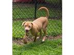 Adopt Toffee a Labrador Retriever, Mixed Breed