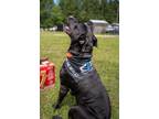 Adopt Brock a Labrador Retriever, Mixed Breed