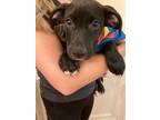 Adopt Livingston a Labrador Retriever, Hound