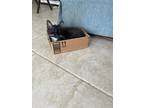 Adopt Skipper a Domestic Short Hair