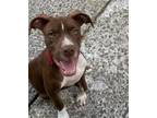 Adopt Elton a Catahoula Leopard Dog, Hound