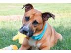 Adopt Macho a Retriever, Mixed Breed