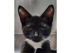 Adopt Norman a Domestic Short Hair