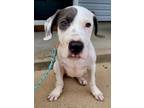 Adopt Carl a Hound, Mixed Breed