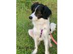 Adopt Indi a Border Collie, Spaniel