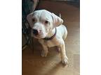 Adopt Craig a Hound, Mixed Breed