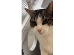 Adopt Baby (E Market) a Domestic Short Hair