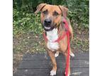 Adopt Felix a Great Dane, Hound