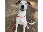 Adopt Finley a Great Dane, Bloodhound