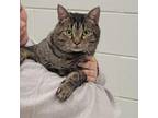 Adopt Tie Dye a Domestic Short Hair