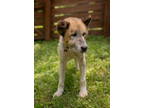 Adopt Gunther a Akita, Jindo