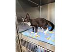 Adopt Johnny a Domestic Short Hair