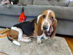 Adopt Bo a Basset Hound