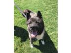 Adopt Neiko a Akita