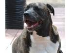 Adopt Taz a Rottweiler, Mastiff