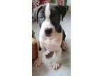 Adopt Ezekielle (Zeke) a Husky, American Staffordshire Terrier