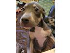 Adopt Xavier a Catahoula Leopard Dog, Pit Bull Terrier