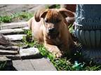 Adopt Freddie a Boxer, Labrador Retriever