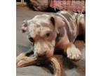 Adopt Beaux a Catahoula Leopard Dog, Pit Bull Terrier