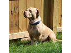 Adopt Gunnar 2 a American Staffordshire Terrier, Pit Bull Terrier