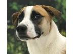 Adopt Bethoven a Border Collie