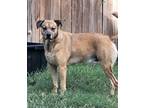 Adopt Kane a Catahoula Leopard Dog, Shepherd
