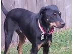 Adopt Peanut 2 a Manchester Terrier, Miniature Pinscher