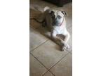 Adopt Turk a Black Mouth Cur