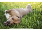 Adopt Oscar 2 a Basset Hound, Boxer