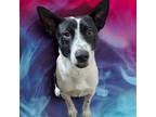 Adopt Otis a Pit Bull Terrier