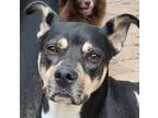 Adopt B.J. a Terrier, Staffordshire Bull Terrier