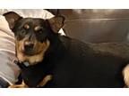 Adopt Fritz 2 a German Shepherd Dog, Doberman Pinscher