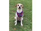 Adopt Arlo a Australian Cattle Dog / Blue Heeler