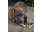 Adopt Bleu a Catahoula Leopard Dog, Pit Bull Terrier