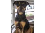 Adopt Boomer 4 a Staffordshire Bull Terrier, Pit Bull Terrier
