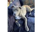 Adopt Rocky Sonora Jr. a Staffordshire Bull Terrier