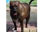 Adopt Theo a Mastiff, Rottweiler