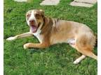 Adopt Bucky a Dutch Shepherd, Husky