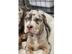 Adopt Oliver a Catahoula Leopard Dog, Pit Bull Terrier