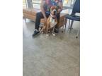 Adopt Cujo a Pit Bull Terrier, Boxer