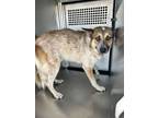 Adopt Skip a Australian Cattle Dog / Blue Heeler, Mixed Breed