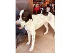 Adopt Spot a Wirehaired Pointing Griffon, Mixed Breed